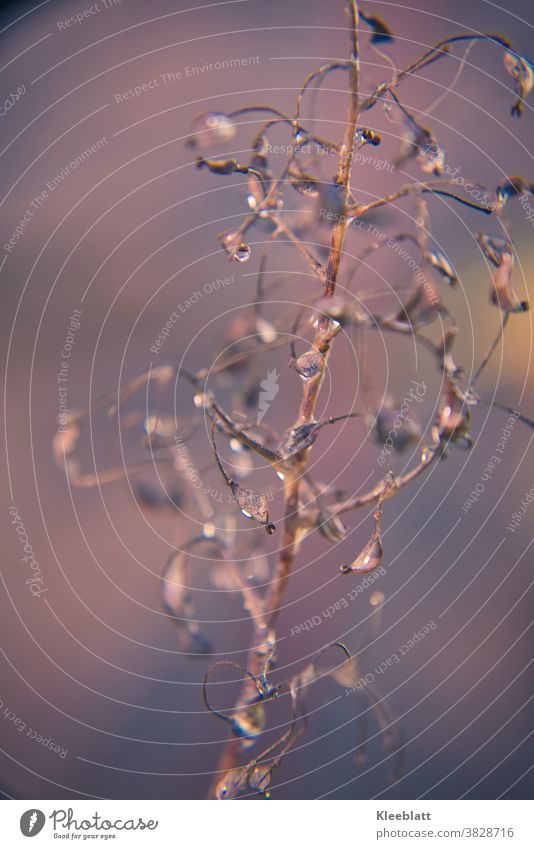 Faded autumn grasses with dewdrops Background with shallow depth of field Exterior shot Colour photo Nature Deserted Transience Shallow depth of field