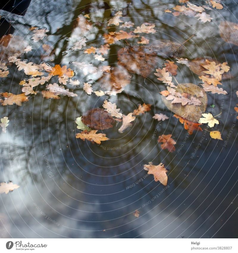 under and over - autumnally coloured leaves float on the water, in which a bare tree, sky and clouds are reflected Water foliage Leaf Autumn Oak leaf Maple leaf