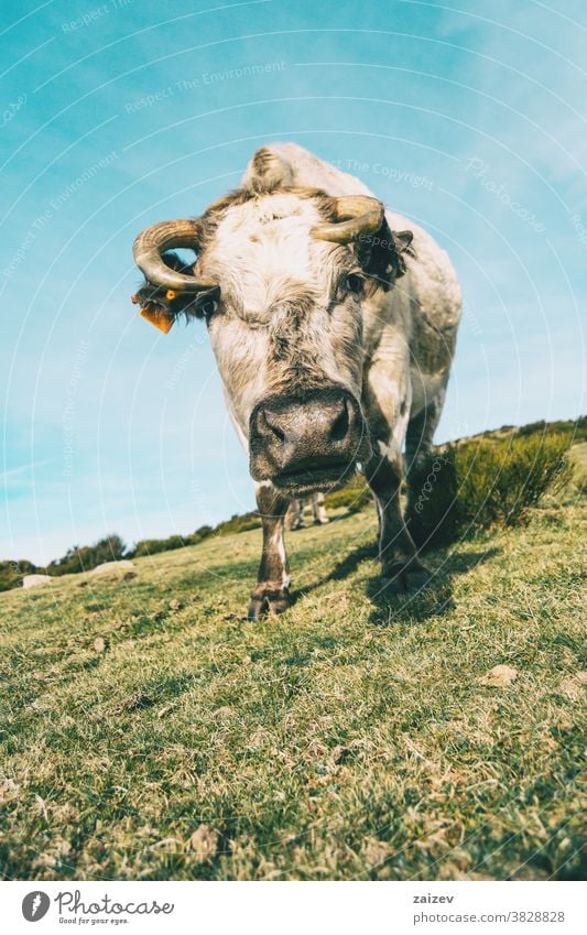 Close-up portrait of a white cow looking at the camera pasture meadow animal vertebrate mammal cattle raising animal husbandry animal breeding beasts rural