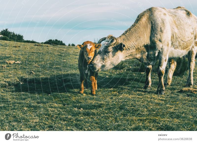 Portrait of a cow protecting her little calf and looking at the camera mother children care attention love mother love together affection warmth dearness white