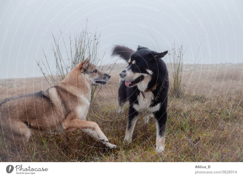 Dogs encounters in the morning fog Exterior shot Deserted Landscape Blade of grass Idyll morning light Dew Grass Meadow Drops of water out Near Wet