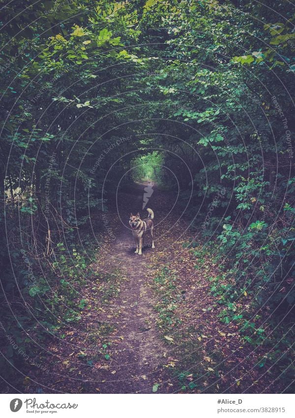 Lonely dog on the path dogs animals wildlife Nature Czechoslovak Hiking Wolf hybrid Dog breeds European Alsatian Green Landscape idyllically Germany