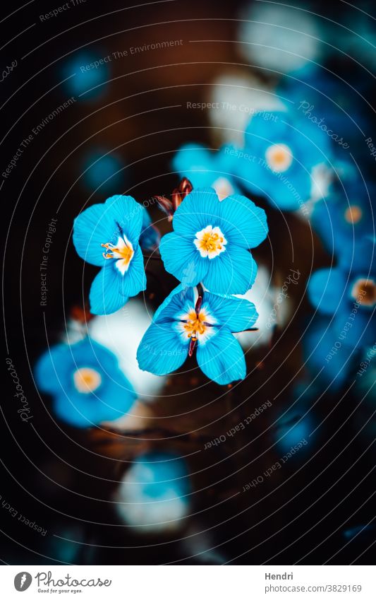 Blue Flower - Close Up - Macro Blue flower blue Spring Plant Nature Spring flower Green Blossoming Garden Summer Flower meadow Meadow blossom Field