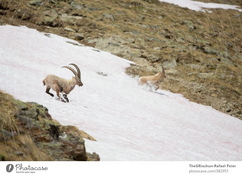 A Capricorn's Playground Animal Wild animal 2 Pack Brown Yellow Gold Gray Black White snowfield Antlers Bergen Mountain Stone Running Claustrophobia Scare