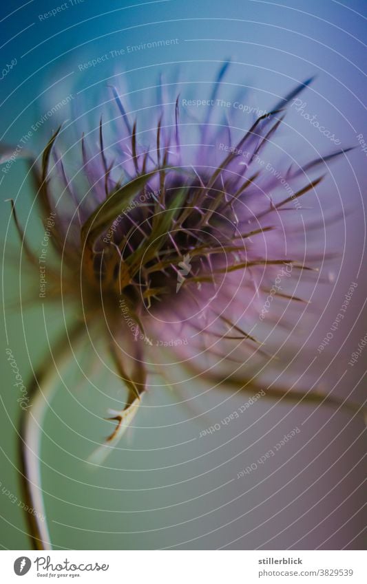 dried thistle blossom, background in shades of purple and green Blossom Thistle Plant Close-up Colour photo Flower Thistle blossom