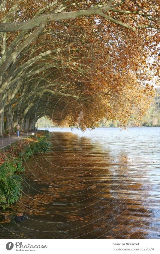 Sycamore trees at the lake Autumn autumn Lake Baldeney Eating foliage Autumn leaves golden autumn Tunnel Tunnel vision Romance autumn mood coziness golden brown