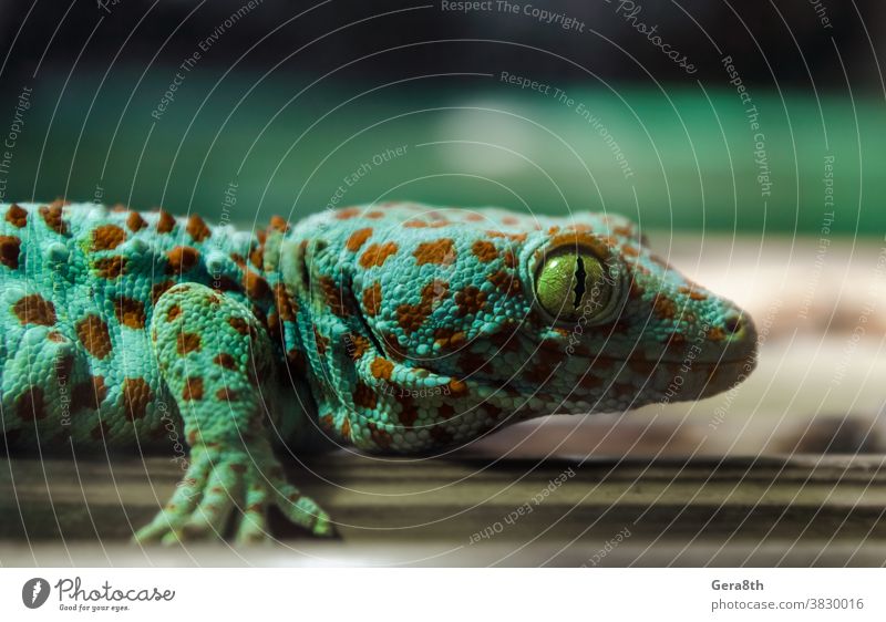 lizard gecko hanging on a bamboo wall animal background climate close close look close up closeup color colorful environment exotic exotic animal eye fauna