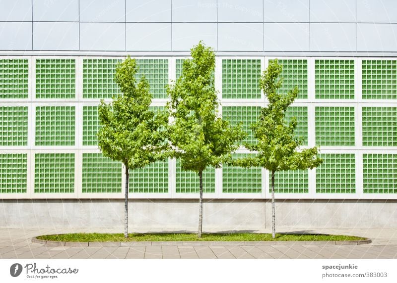 green trees Environment Nature Summer Beautiful weather Tree Grass Foliage plant Downtown Deserted House (Residential Structure) Architecture Wall (barrier)