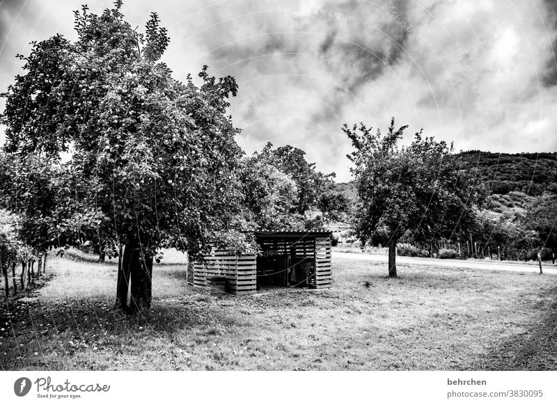 apple harvest apples Apple tree trees Exterior shot Twigs and branches Tree Colour photo Nature Garden Seasons Autumnal Rain Hunsrück Rhineland-Palatinate