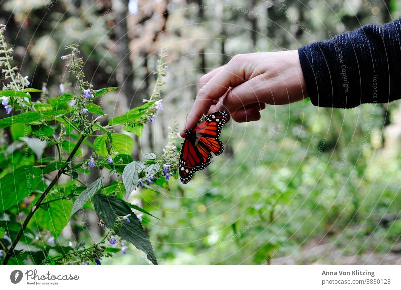 Monarch Butterfly Orange Hand plants Forest Forefinger Natural phenomenon Mexico morelia Humans and animals Grand piano Miracle of Nature Central America