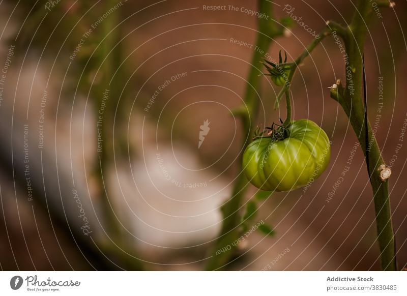 Green tomatoes growing on farm greenhouse hothouse unripe growth vegetable delicious countryside agriculture organic plant food plantation rural healthy flora