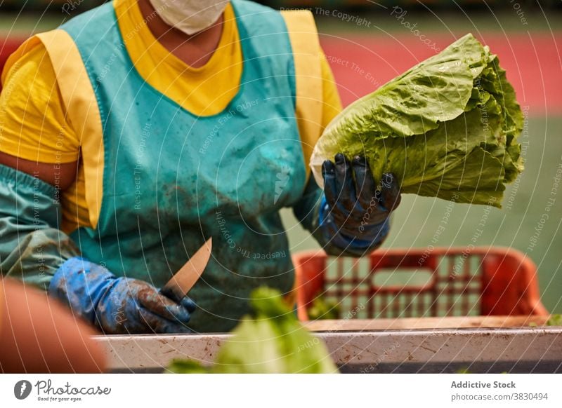 Crop woman working on agricultural farm cut lettuce farmer stump countryside farmland plant female ripe prepare organic rural food job agriculture fresh season