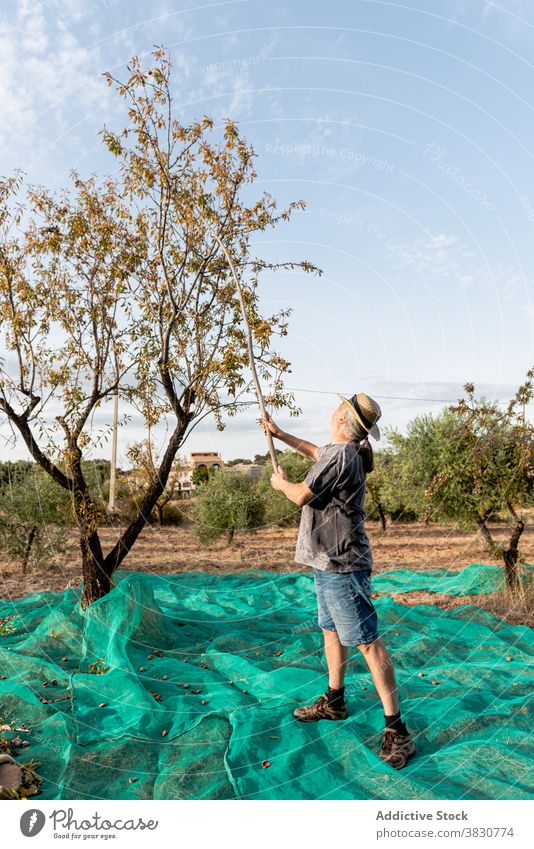 Male gardener using stick to shake almond tree man harvest orchard knock nut positive farmland collect cultivate pick horticulture summer branch farmer vitamin