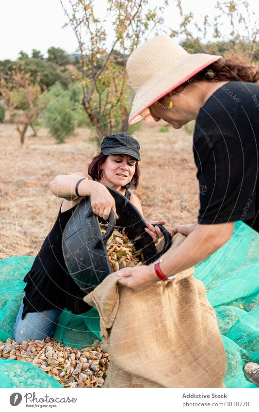 Women picking nuts in farmland women farmer put bucket bag mesh countryside female collect garner occupation meshing net harvest work business job casual