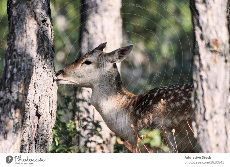 Graceful fallow deer pasturing in bushy forest pasture horn walk shrub tree graceful cervidae dama dama wild sunny day plant wood branch twig flora leaf green