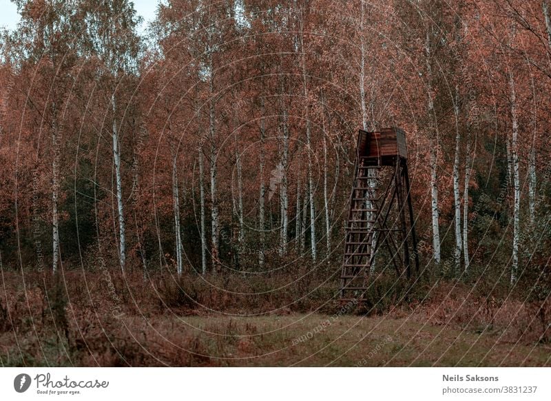 wooden hunting tower in birch forest in October sky nature grass tree green blue landscape house field hunter old hut summer clouds view meadow ladder cabin