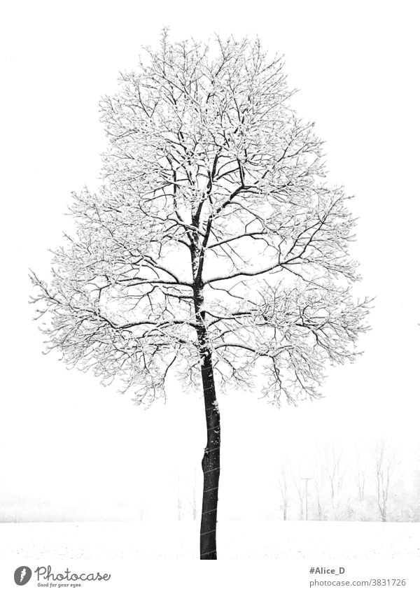 Leafless young maple tree covered with snow in snowy winter landscape Winter White Weather Wallpaper texture Tree Snow Holiday season Picturesque Nature Lonely