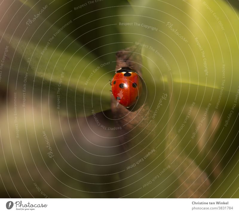 To seek and find happiness...    Ladybird hidden between green leaves Good luck charm Small Red pretty Beetle Animal 1 Happy Nature Insect Crawl seek happiness