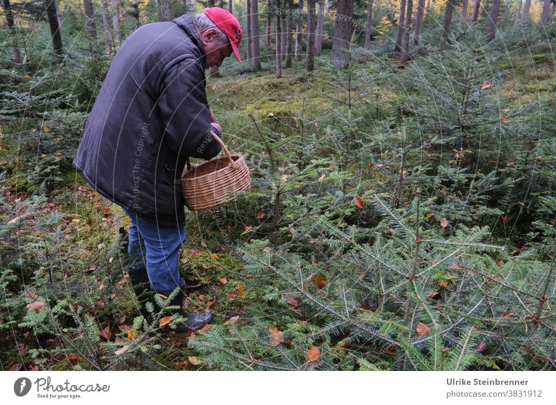 Senior is out mushrooming in the forest Senior citizen Man Old man mushroom pick mushroom season Basket Forest mushroom search Undergrowth