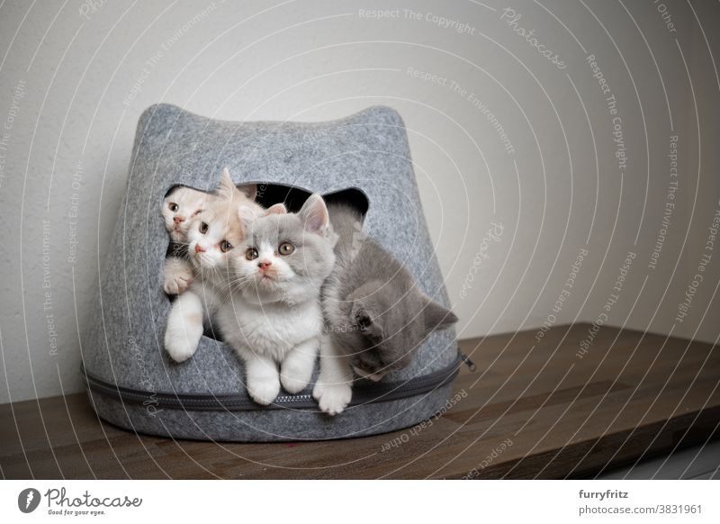 cute playful british shorthair kittens in overcrowded pet cave cat pets british shorthair cat group of cats group of animals purebred cat feline fluffy fur felt