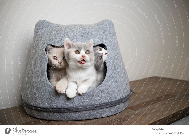 three funny playful british shorthair kittens cat pets british shorthair cat group of cats group of animals purebred cat feline fluffy fur pet cave felt pet bed