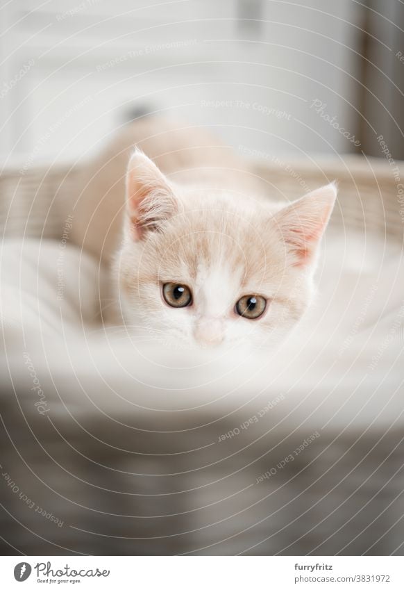 cute and curious british shorthair kitten cat pets british shorthair cat one animal purebred cat feline fluffy fur kitty adorable beautiful cream colored white