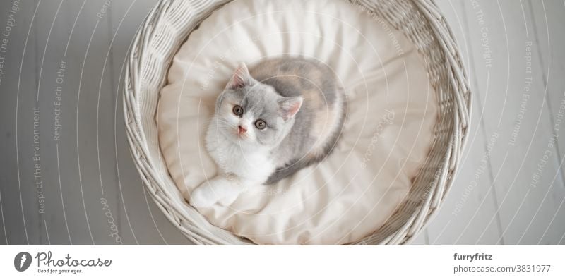 cute tortie white british shorthait kitten on pet bed cat pets british shorthair cat one animal purebred cat feline fluffy fur kitty adorable beautiful calico