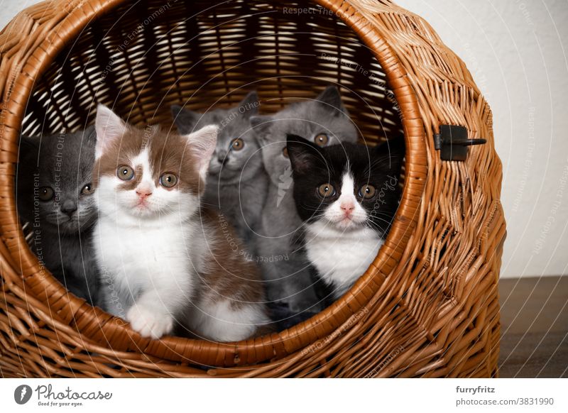 group of cute british shorthair kittens inside of basket cat pets british shorthair cat group of animals group of cats purebred cat feline fluffy fur litter