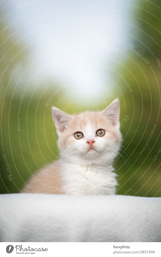 cream colored british shorthair kitten portrait cat pets british shorthair cat one animal purebred cat feline fluffy fur kitty cute adorable beautiful white