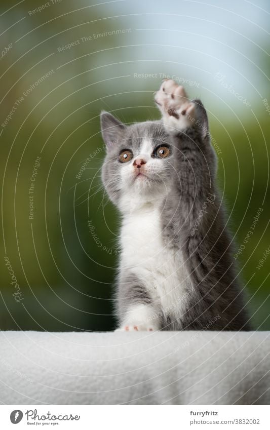 cute british shorthair kitten raising paw looking up cat pets british shorthair cat one animal purebred cat feline fluffy fur kitty adorable beautiful blue