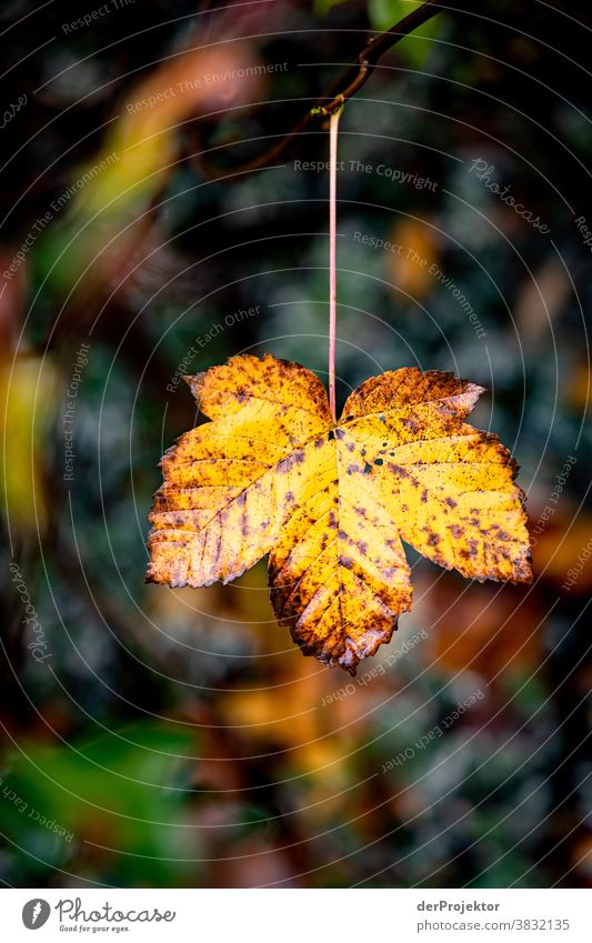 A single leaf in autumn in Lower Saxony Deep depth of field Sunbeam Sunlight Contrast Shadow Day Light Copy Space bottom Copy Space left Copy Space right