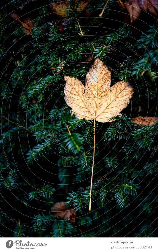 A single leaf in autumn in Lower Saxony Deep depth of field Sunbeam Sunlight Contrast Shadow Day Light Copy Space bottom Copy Space left Copy Space right