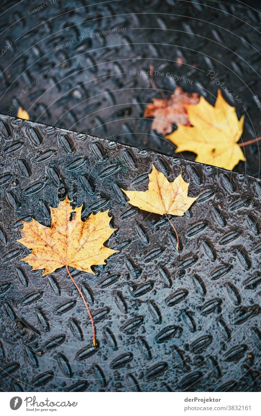 Leaves on a staircase in autumn in Berlin Deep depth of field Sunbeam Sunlight Contrast Shadow Day Light Copy Space bottom Copy Space left Copy Space right