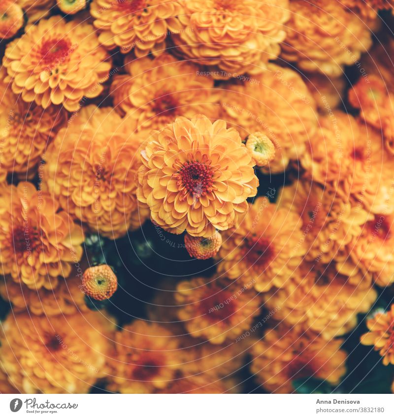 Orange chrysanthemum flowers garden october fall orange autumn floral bouquet nature colorful background yellow blooming texture wallpaper calendar vibrant