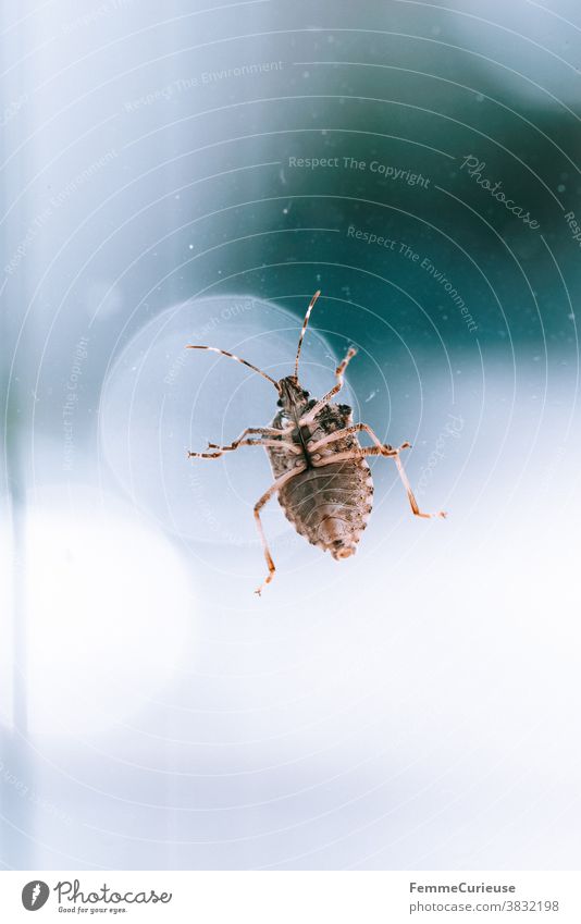 Macro shot stink bug on window pane with view on its underside (abdomen) Bug Stomach Legs bottom Macro (Extreme close-up) macro photography Window pane Pane