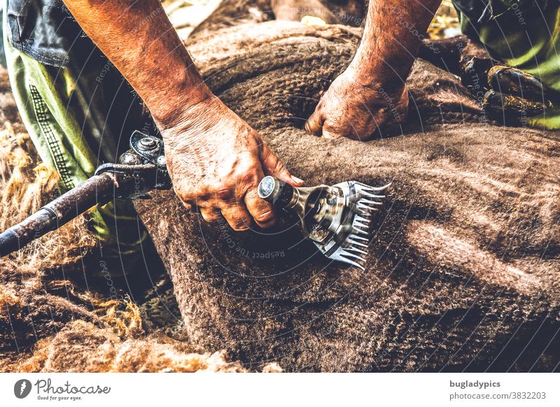 A sheep with brown wool is shorn with an electric shearing machine Sheep Lamb's wool Sheep shearing Wool New wool whiskers clip natural substance hairdressing