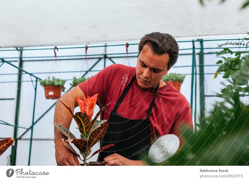 Serious pensive man watering green plant take care potted flower glasshouse pour male spacious greenhouse work job occupation agriculture botany garden