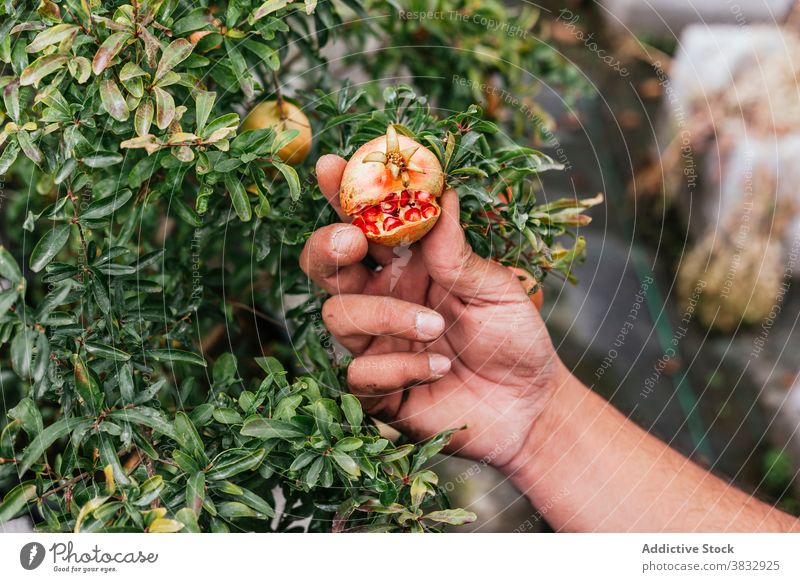 Man holding fresh pomegranate in hand in garden man ripe greenhouse plant tree show male stand peaceful harmony idyllic natural enjoy botanic guy daytime