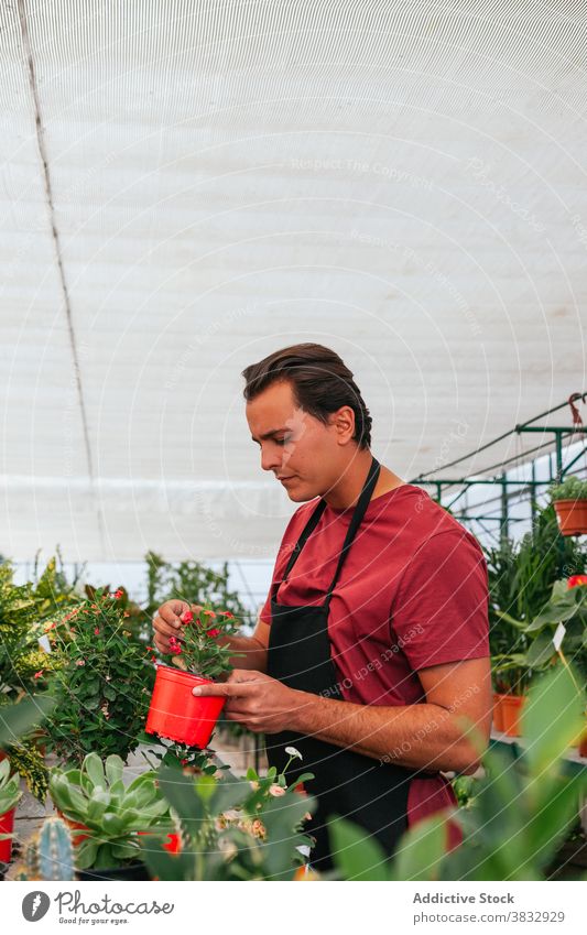 Gardener replanting houseplant in greenhouse transplant gardener man hothouse work flower bloom male pot apron occupation job growth botany organic nature hobby