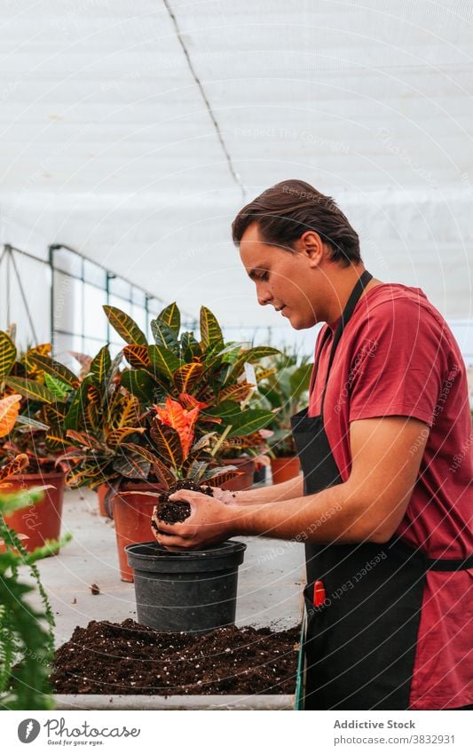 Gardener replanting plants in greenhouse transplant gardener man codiaeum flowerpot soil busy male hothouse apron occupation job organic work cultivate growth