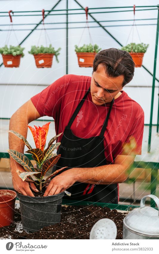 Gardener replanting plants in greenhouse transplant gardener man codiaeum flowerpot soil busy male hothouse apron occupation job organic work cultivate growth