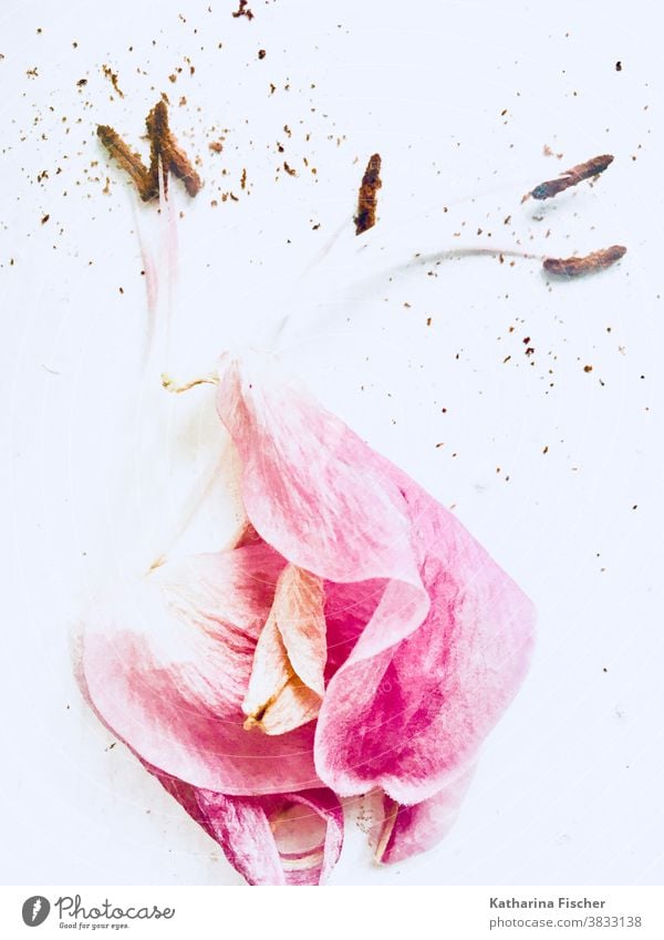 tulip flowers Nature Plant Flower Blossom Spring Colour photo pretty Close-up naturally Blossom leave Macro (Extreme close-up) Fresh Detail Pink White Bud