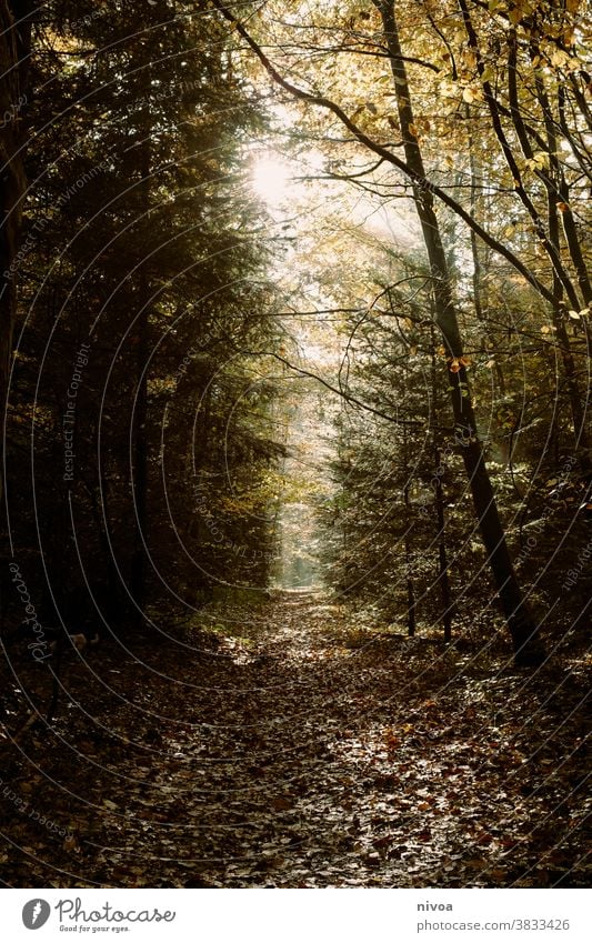 Forest walk in autumn Autumn Autumnal Moody Light Lanes & trails To go for a walk Tree Colour photo Exterior shot Day Environment Leaf Autumn leaves Nature