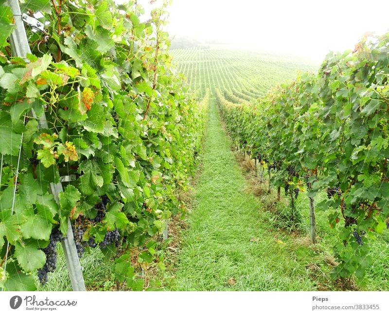 Just before the harvest Bunch of grapes Grape harvest Vine leaf vine series path Upward Misty atmosphere Harvest Markgräfler Land Green Wine growing