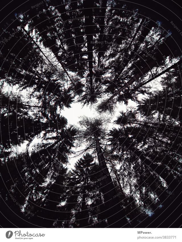 in the wood Forest trees Treetop silhouette Black & white photo Tall Nature Environment Deserted Sky Tree trunk Worm's-eye view