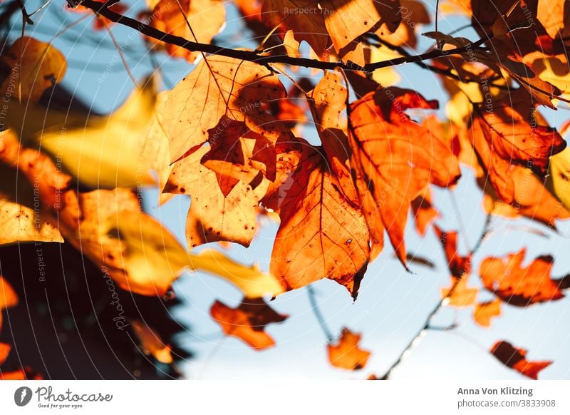 autumn sun leaves yellow leaves Autumn Autumnal Autumn leaves Sunlight Blue sky Bright Colours luminescent Orange Deciduous tree Autumnal colours Tree Yellow