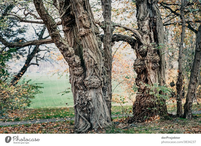 Trees in autumn in Bad Nenndorf Landscape Trip Nature hike Environment Hiking Plant Autumn Forest Acceptance Trust Belief Experiencing nature Autumnal