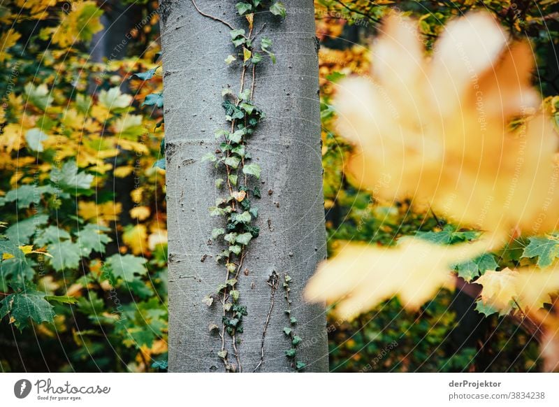 Beech with ivy in autumn Landscape Trip Nature hike Environment Hiking Plant Autumn Tree Forest Acceptance Trust Belief Experiencing nature Autumnal