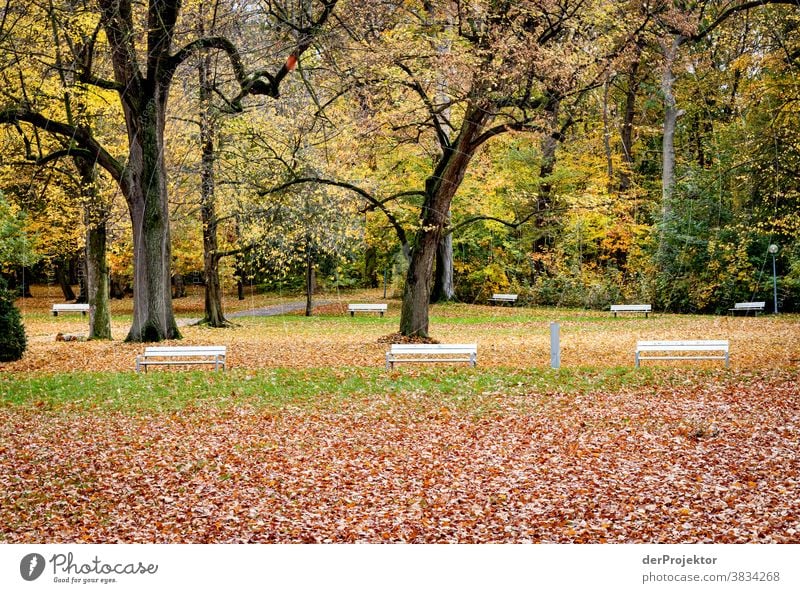 Free benches in autumn in Bad Nenndorf Landscape Trip Nature hike Environment Hiking Plant Autumn Tree Forest Acceptance Trust Belief Experiencing nature