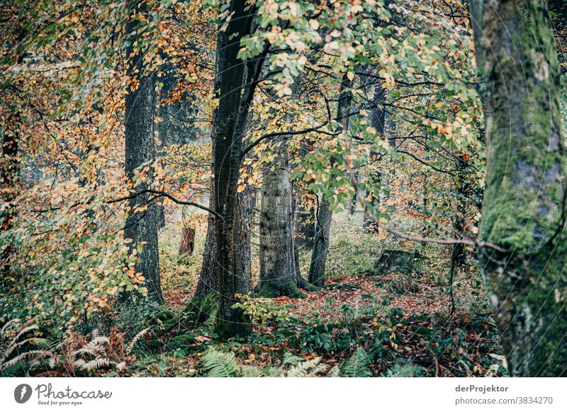 Trees in the Deister Deep depth of field Sunbeam Sunlight Contrast Shadow Day Light Copy Space bottom Copy Space left Copy Space right Copy Space top